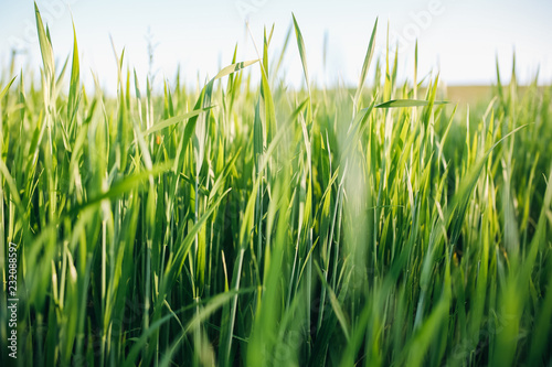 Endless green rye field. Young wheat background. Beautiful grass texture wallpaper. Nature love concept. Eco friendly agriculture modern ideas.