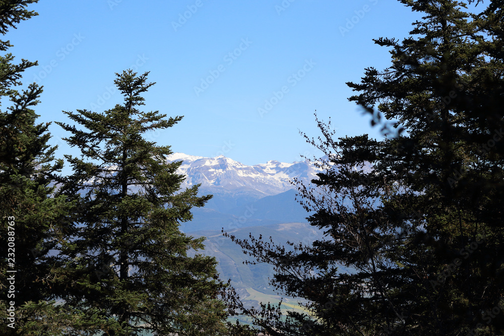 Fir and pine trees on the Peña Oroel mount, with the snow-clad Pyrenees as background, a wide valley with blue sky and some bushes, in Aragon, Spain