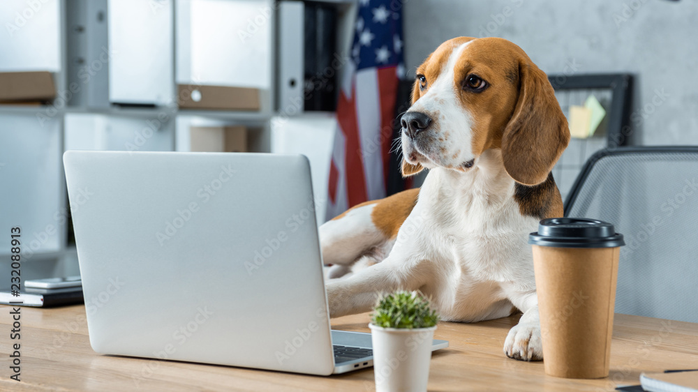 selective focus of beagle sitting on table with disposable coffee cup and laptop in modern office