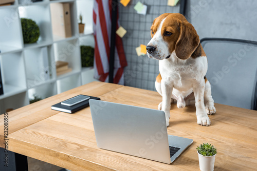 selective focus of beagle sitting on table with laptop and smartphone in modern office