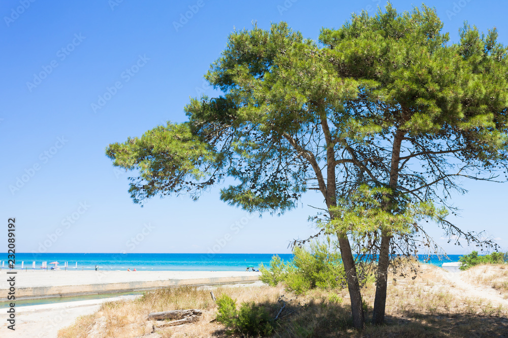 Alimini Grande, Apulia - A fir tree at the beach of Alimini Grande