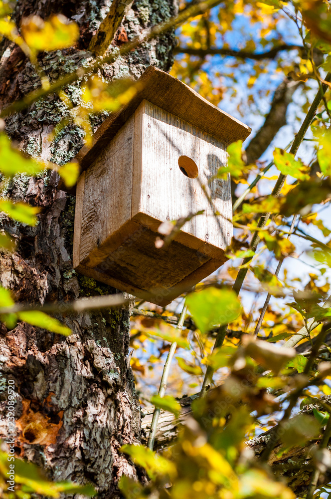 Traditional birdhouse hanging on the deciduous tree in the forest