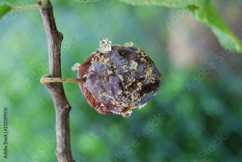 Fruchtbefall mit Pflaumenwickler am Pflaumenbaum