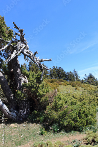A dry pine tree next to some bushes and a blue sky in the Pyrenees mountains  in Pe  a Oroel  Aragon region  Spain