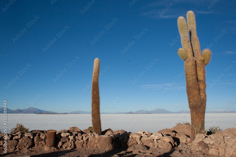Cacti in Salar de Uyuni (salt flats), Bolivia, South America