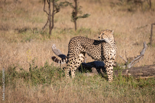 Cheetah stands by dead log looking back
