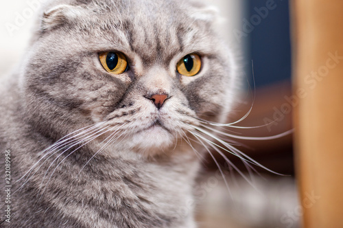 Yellow-eyed Scottish Fold male cat close-up portrait