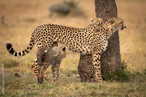 Cheetah stands by tree with two cubs © Nick Dale