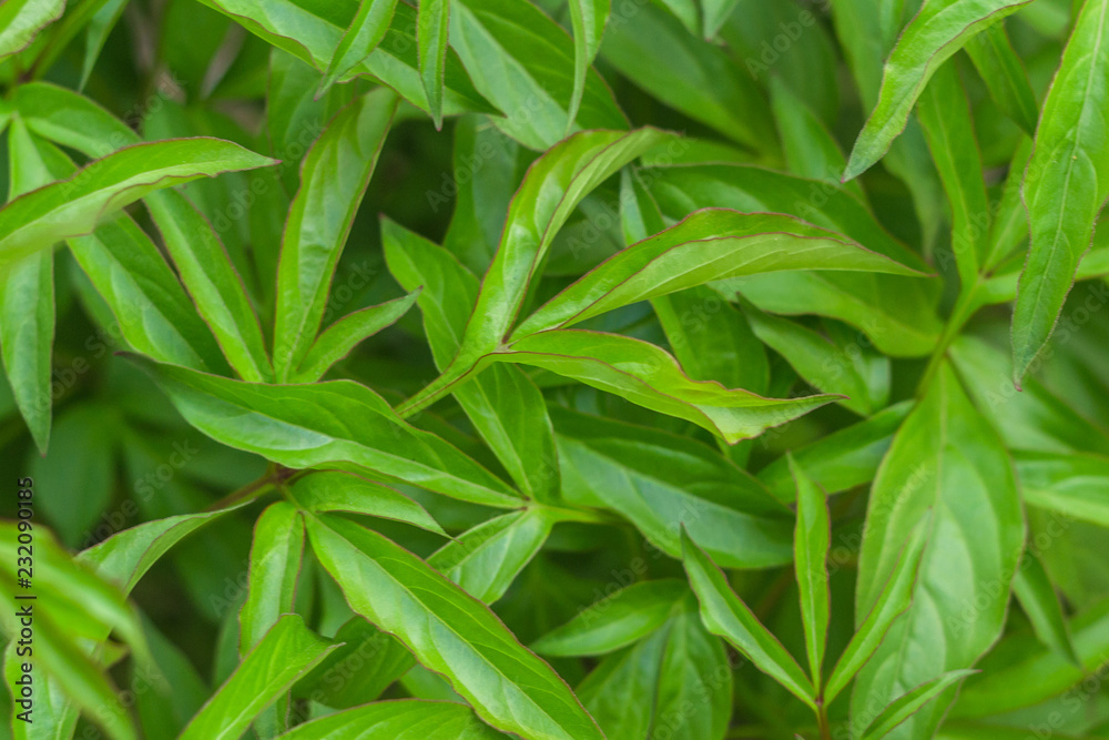 background of green leaves nature texture background of green leaves nature texture