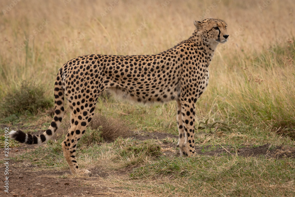 Cheetah stands in short grass turning head Cheetah stands in short grass turning head