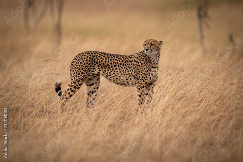 Cheetah stands in long grass looking back