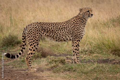 Cheetah stands in short grass turning head
