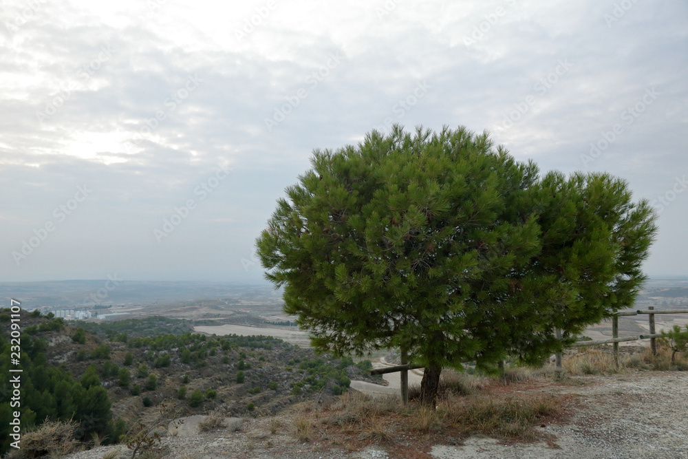 A lonely pine tree standing on an arid hill against a cloudy sky at sunset in the rural town of Leciñena, Aragon region, Spain