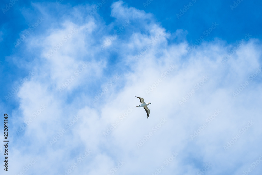 Australian Gannet bird flying over the blue sky.