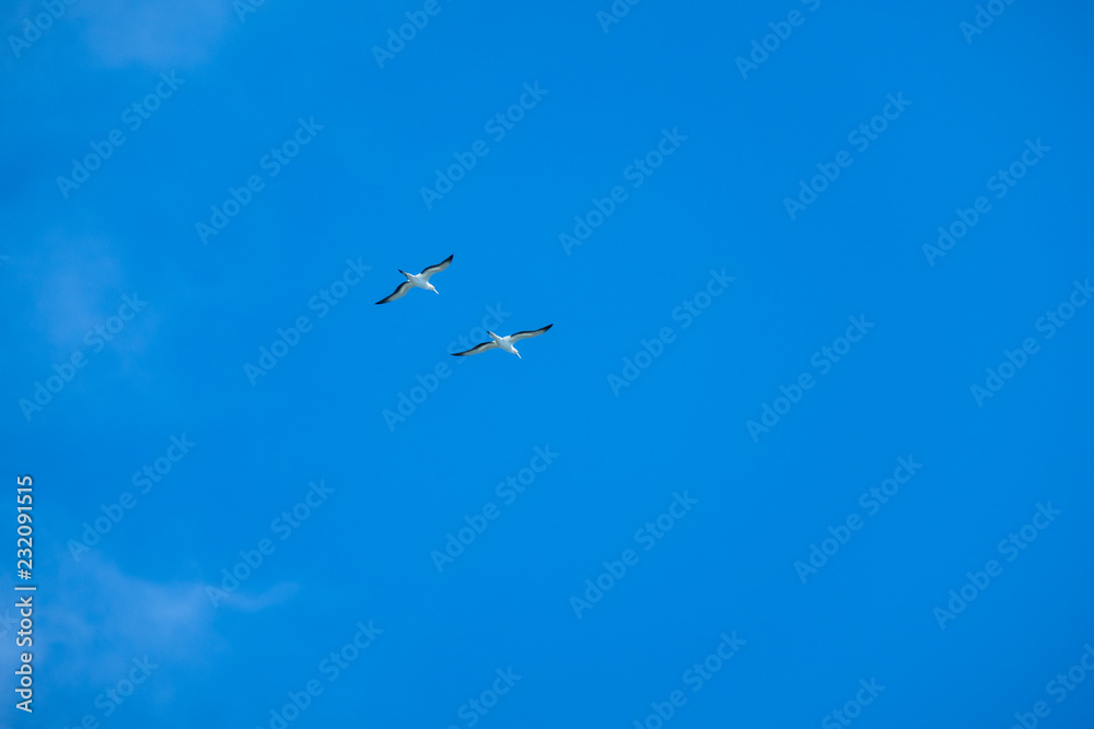 Obraz premium Australian Gannet bird flying over the blue sky.