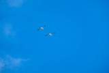 Australian Gannet bird flying over the blue sky.