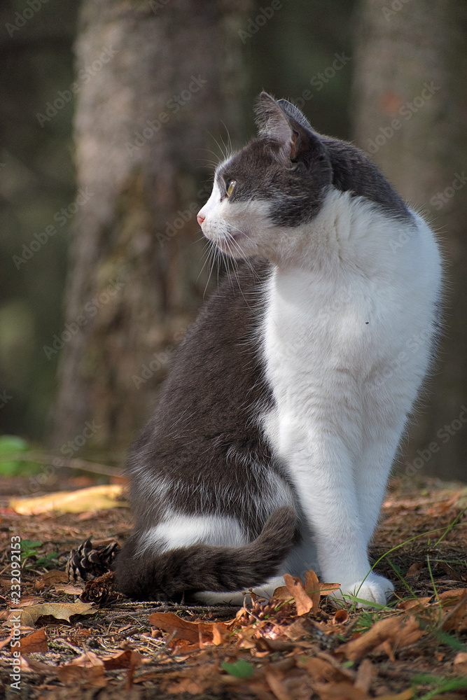 Black and white cat sitting in the forest. Fallen leaves in autumn. Black and white cat sitting in the forest. Fallen leaves in autumn.
