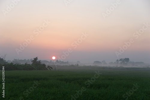 Golden sunshine light on rice paddy field in the morning.
