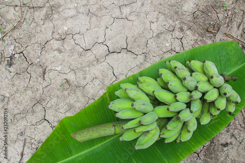 Banana are placed on banana leaves.