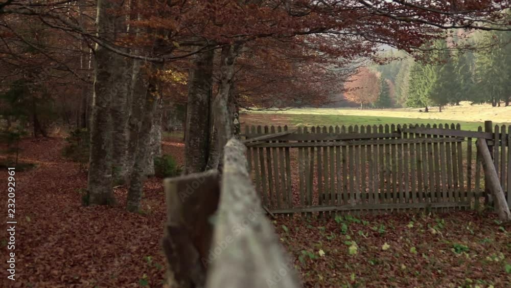 Autumn, falling leaves surrounded by forest, slow motion
Autumn, falling leaves surrounded by forest, slow motion