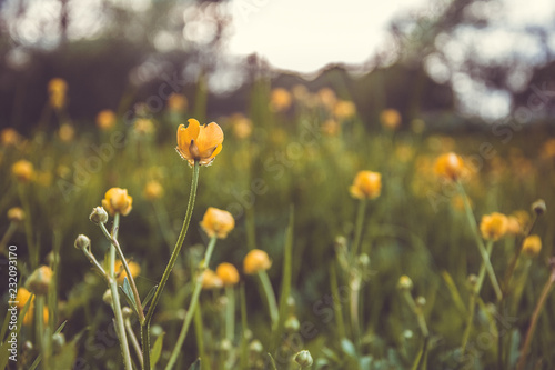 field of yellow flowers © Matthew