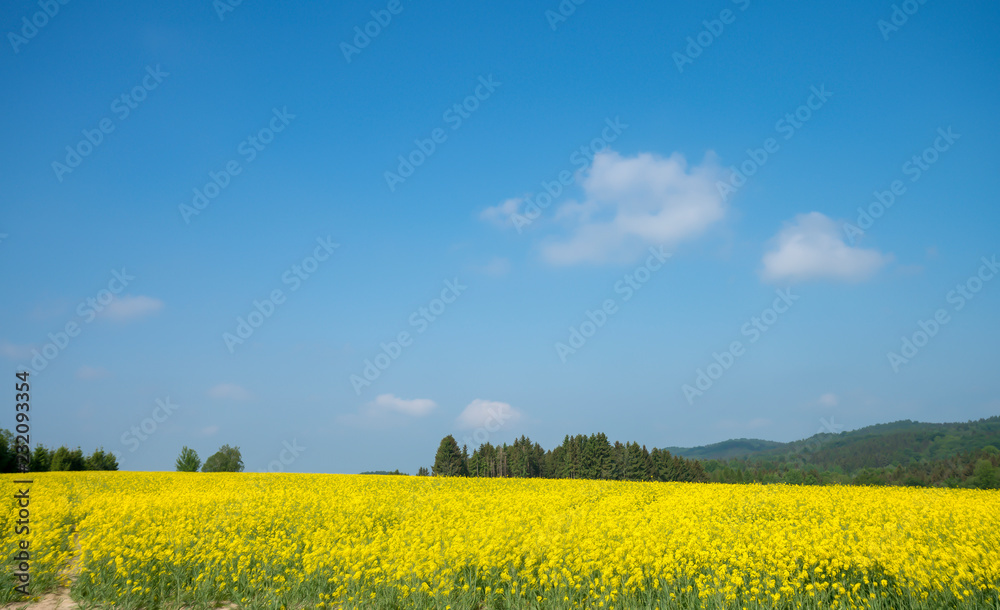 landscape with big rapeseed field and blue sky