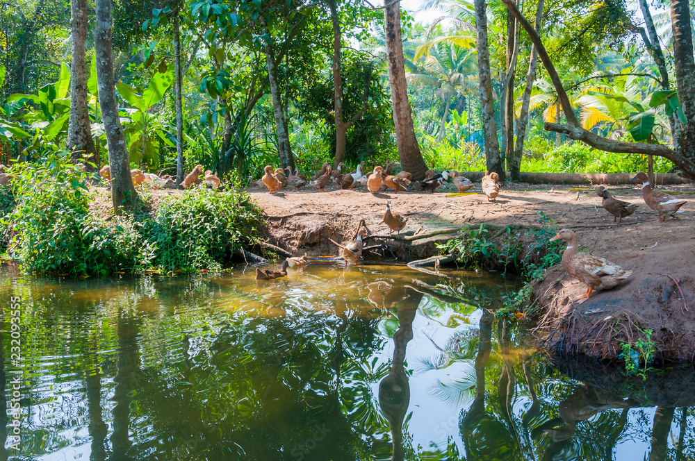 Group of ducks on the beach in Kerala Backwaters, India Group of ducks on the beach in Kerala Backwaters, India