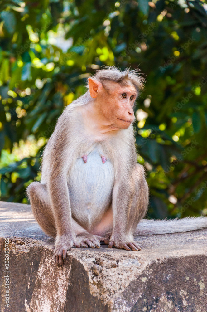 Bonnet Macaque sitting on concrete cube Bonnet Macaque sitting on concrete cube