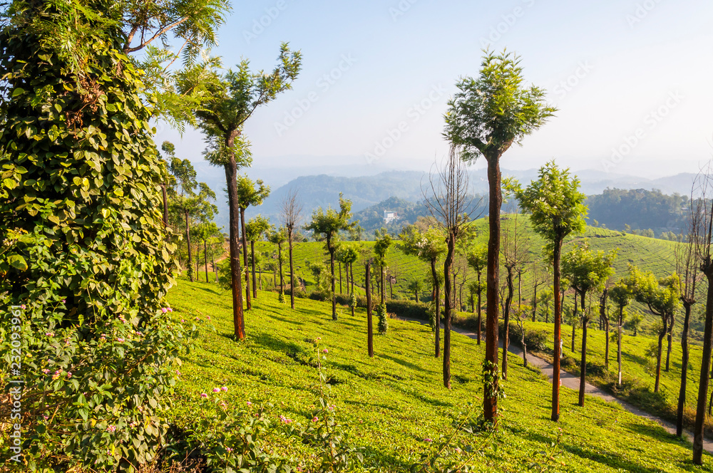 Tea plantations in Munnar mountains
