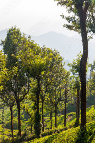Fototapeta Naklejka Na Ścianę i Meble -  Tea plantations in Munnar mountains