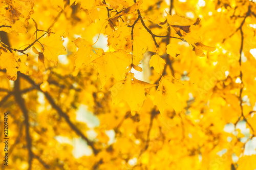 Autumn yellow leaves as a background.