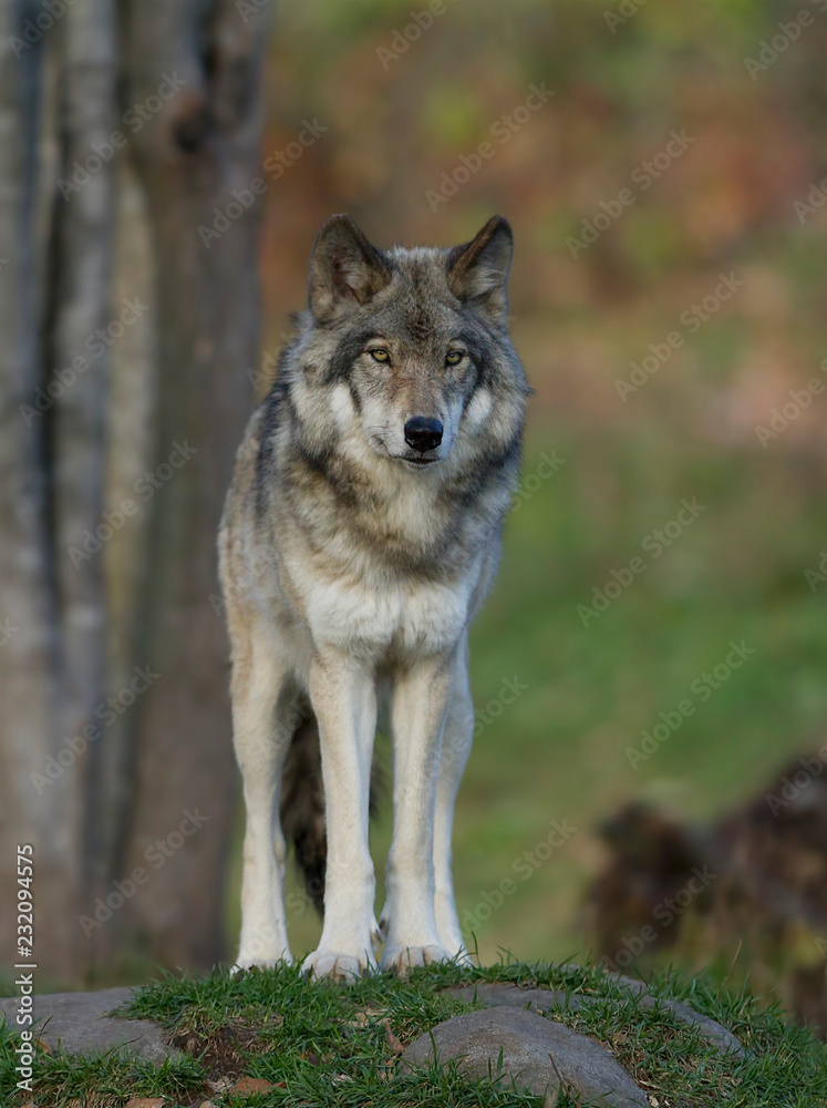 A lone Timber wolf or Grey Wolf (Canis lupus) standing on a rocky cliff in autumn in Canada