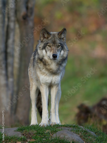 A lone Timber wolf or Grey Wolf (Canis lupus) standing on a rocky cliff in autumn in Canada