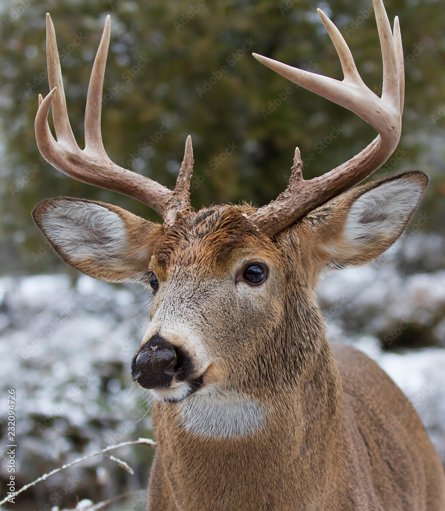 Obraz premium White-tailed deer buck walking through the meadow during the autumn rut in Canada