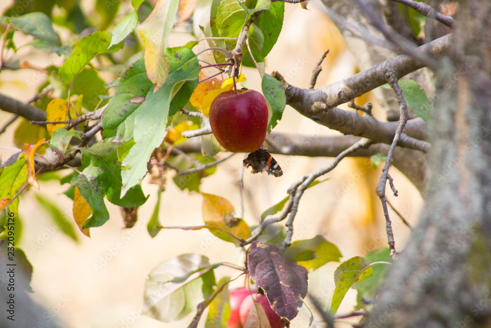 red apple with butterfly red apple with butterfly