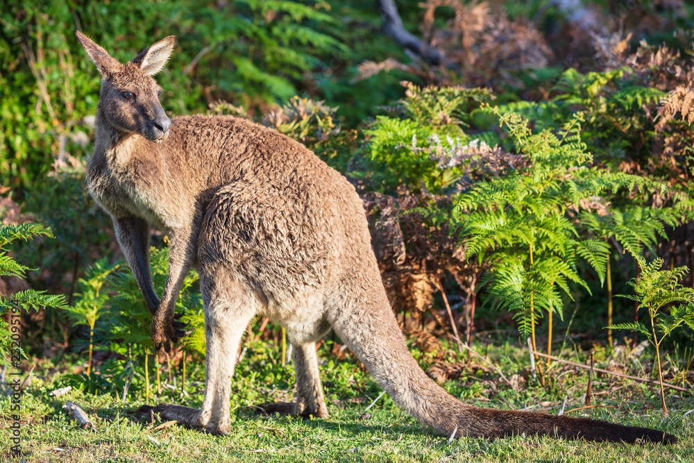 Eastern grey kangaroo (Macropus giganteus) spotted late afternoon on the track to Cotters beach in Wilson's Promontory national park, Victoria, Australia