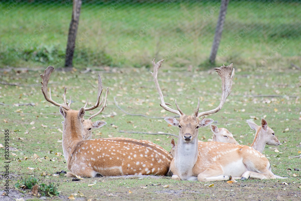 Naklejka premium Deers in nature 