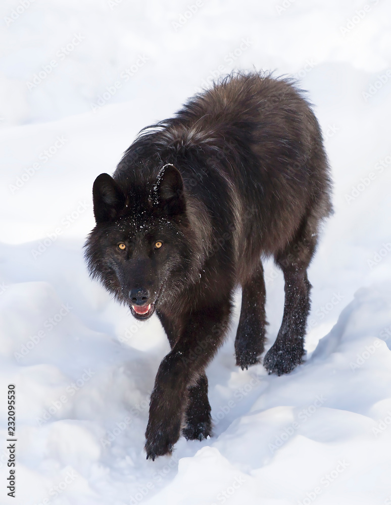 Fototapeta premium Samotny Wilk czarny (Canis lupus) na białym tle chodzenie w zimie w Kanadzie