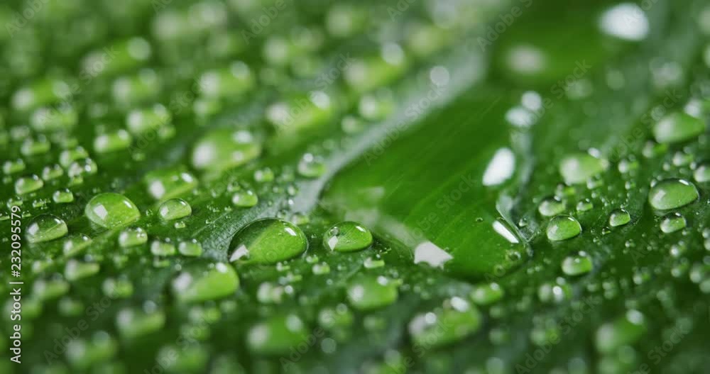 Super macro of a beneficial plant bathed by drops of water. Concept: healthcare, nature, plants, beauty Super macro of a beneficial plant bathed by drops of water. Concept: healthcare, nature, plants, beauty