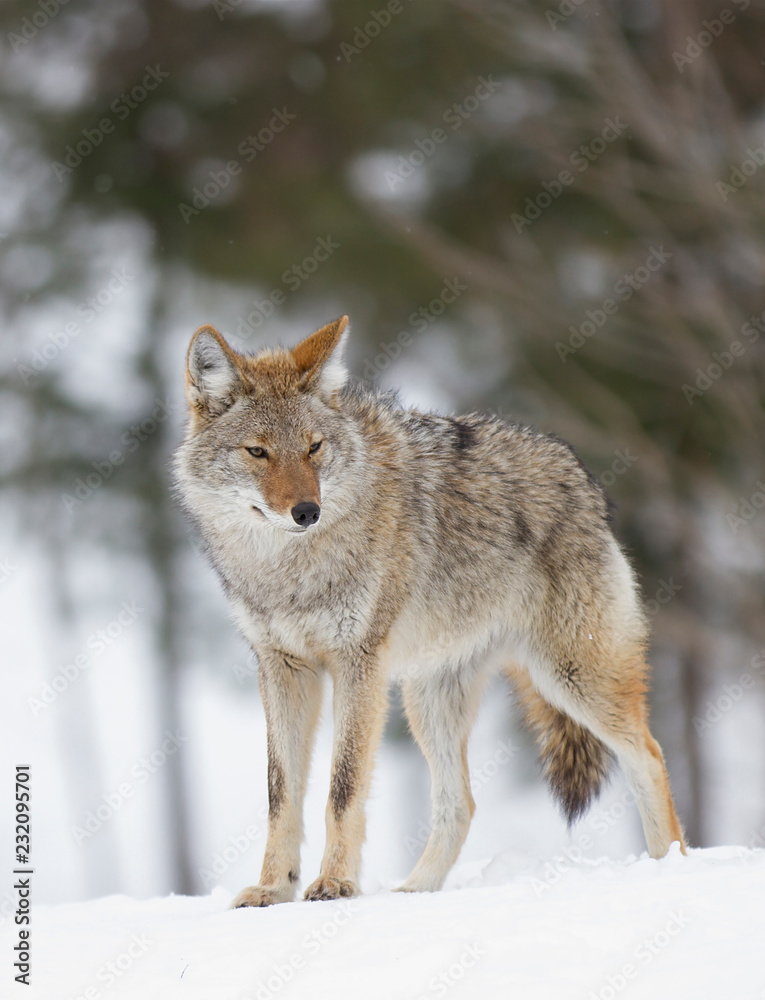 A lone coyote (Canis latrans) walking and hunting in the winter snow in Canada