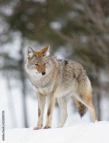 A lone coyote (Canis latrans) walking and hunting in the winter snow in Canada © Jim Cumming