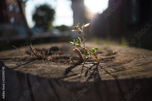 A close-up soft focus view of a tiny sprout growing in the center of an old, massive, dry tree stump, backlit by warm sunlight, symbolizing life force and regeneration.