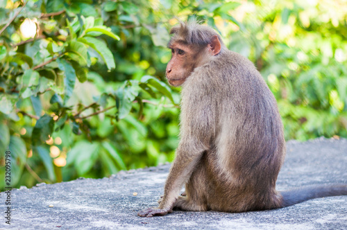 Photography Bonnet Macaque monkey sitting on the roof