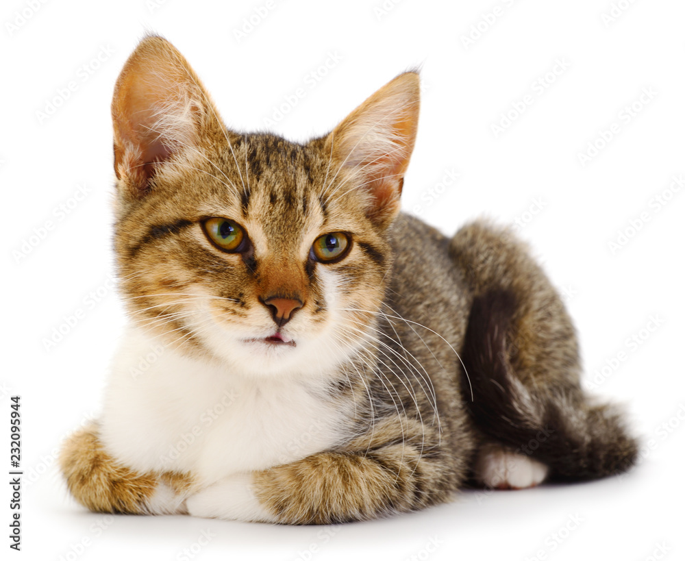 Obraz premium Brown house cat.