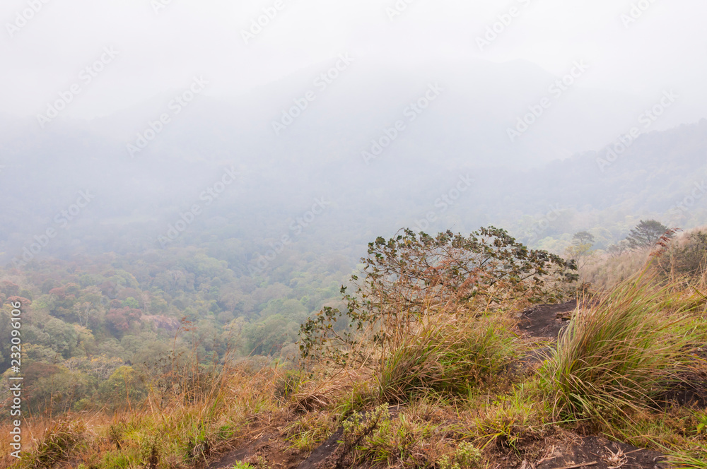 Fototapeta premium Foggy sunrise in Periyar National Park, Thekkady, Kerala, India.