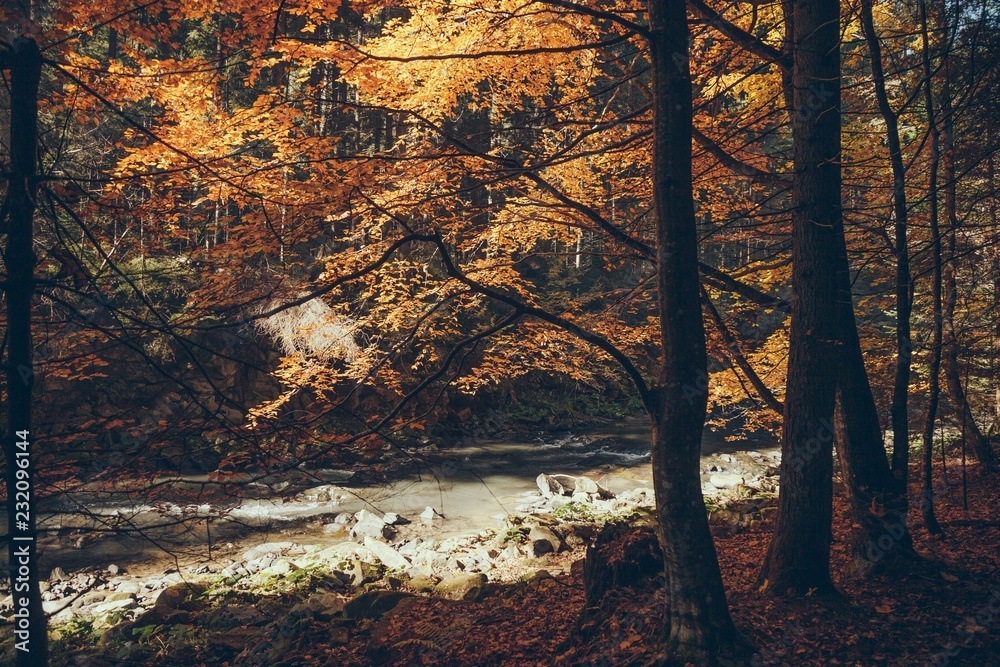 mountain river in autumnal forest, Carpathians, Ukraine - obrazy, fototapety, plakaty 