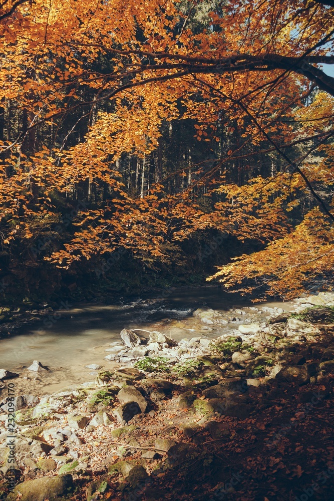 Streaming mountain river in autumnal forest, Carpathians, Ukraine
