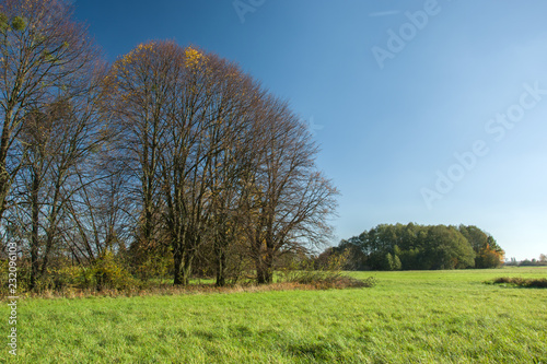 Trees without leaves on a green meadow