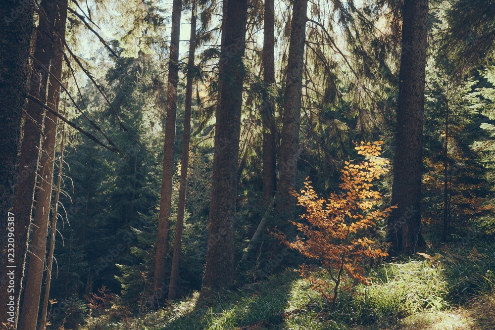 Obraz premium scenic view of beautiful green forest in Carpathians, Ukraine
