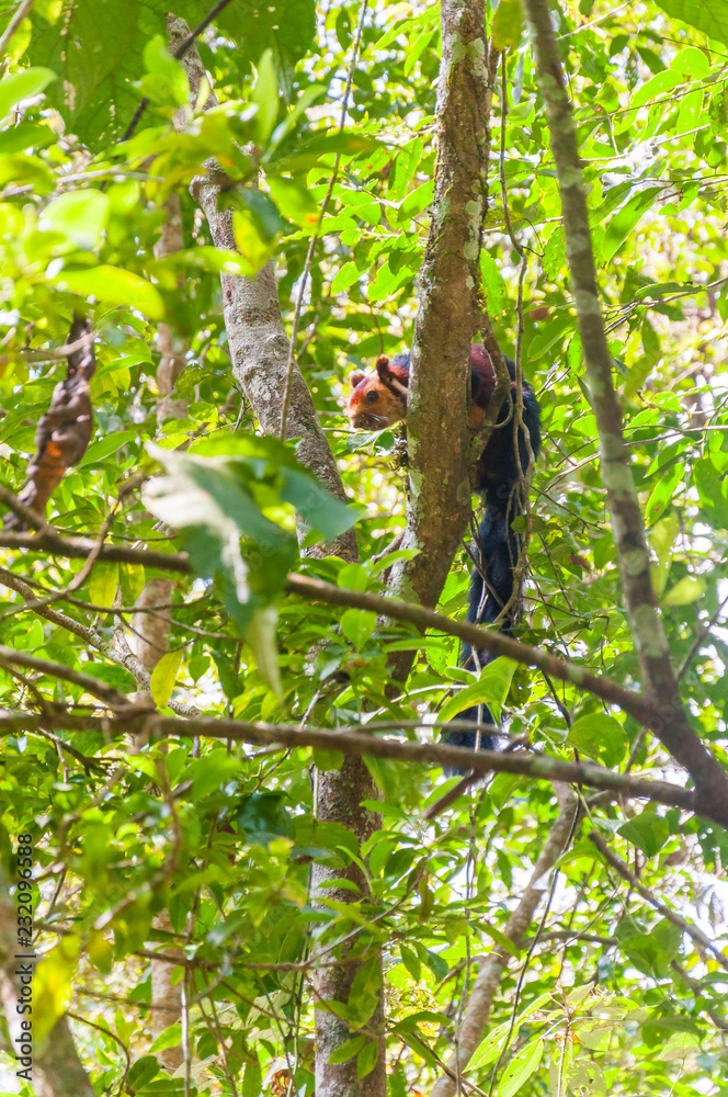 Indian Malabar giant squirrel, on the tree in Periyar Forest Indian Malabar giant squirrel, on the tree in Periyar Forest